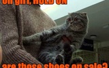 Cat-shoe-sale-oh-girl-hold-on-are-those-shoes-on-s1